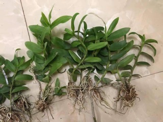 Phi điệp 120k/ thân