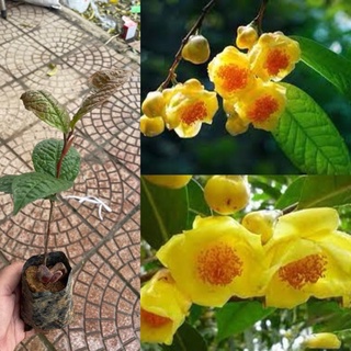 Cây giống trà hoa vàng chè hoa vàng hạt