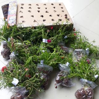 Combo 6 bó Hoa 10 giờ Thái, giá rẻ #23.9k 1 bó, 50 cây/bó, đủ 10 màu