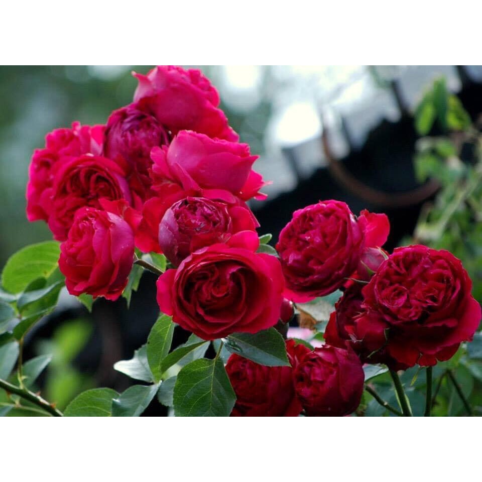 Hoa Hồng Leo Pháp Red Eden Màu Đỏ Tươi Bông to siêu hot-Hoangoaimelinh