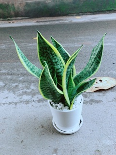 Chậu Lưỡi Hổ Cao
