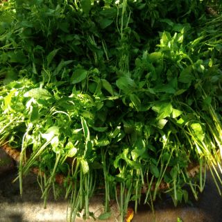 Muối é Phú Yên