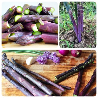 #Hạt_giống_măng_tây