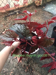 Cây hải đường lá đỏ