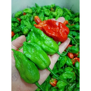 Ớt Trung Đoàn Lai Châu(Ớt tươi)