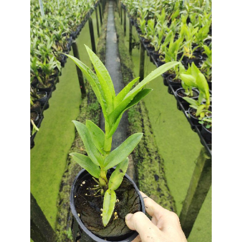 Dendro Nắng Xưa Móng Rồng