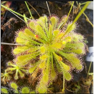 5 Hạt giống CÂY BẮT MỒI INTERMEDIA