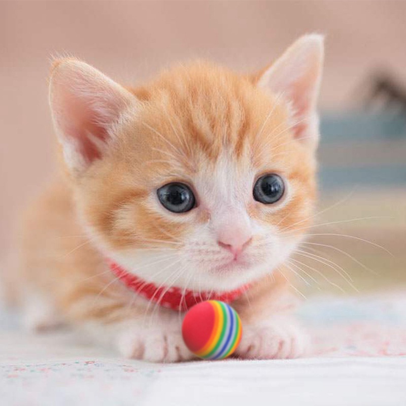 Bóng đồ chơi mềm mại màu cầu vồng cho thú cưng