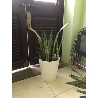 Cây Lưỡi Hổ Xanh Vằn 20 cây
