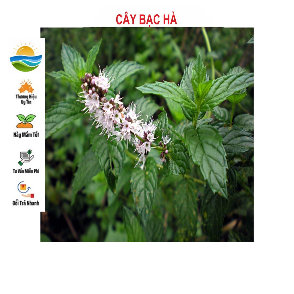 Hạt giống cây Bạc Hà 100 Hạt