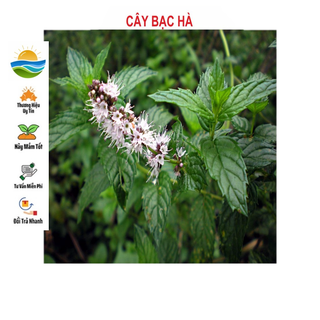 Hạt giống cây bạc hà 100 hạt