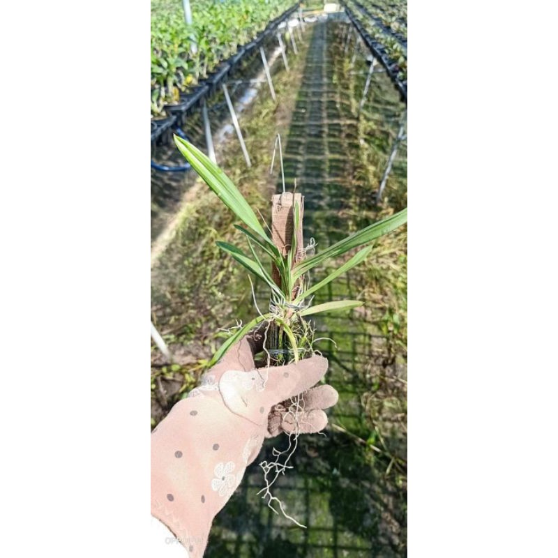 Hoa lan Vũ nữ Peru trưởng thành sắp hoa