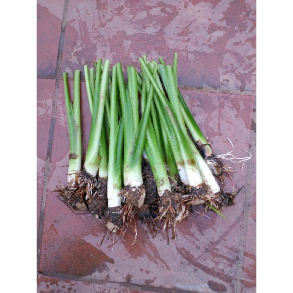 Giống ngó khoai ngọc môn 1kg