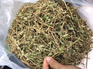 Cà gai leo 1kg