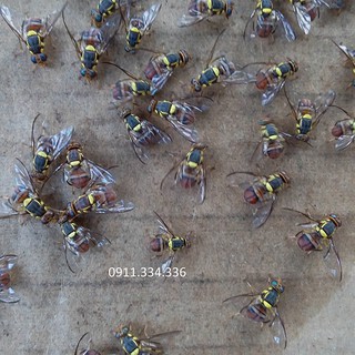 10 Lọ Chất Dẫn Dụ Bẫy Ruồi Vàng