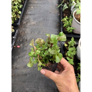 Cây giống cải xoong Nhật