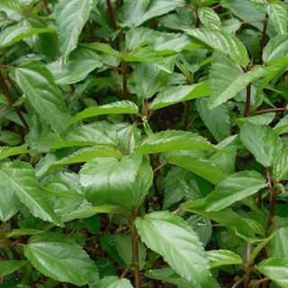 300 Hạt Giống Rau Đay
