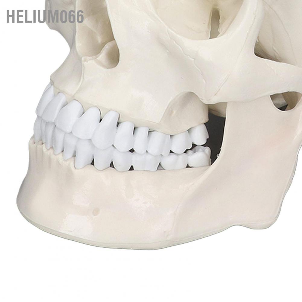 Mô hình đầu lâu Helium066 1:1 giống thật chất liệu PVC mang tính giáo dục