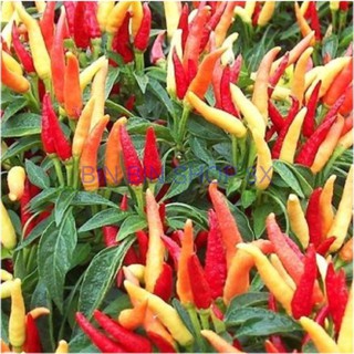 HẠT GIỐNG ỚT CHỈ THIÊN (30 hạt)