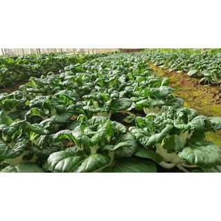 Hạt giống cải shiro