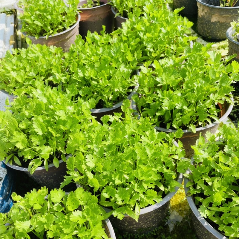 Cây Giống Ngò Rí