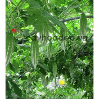 Hạt giống Mướp mèo (mướp nhật, lặc lày) gói 10 hạt