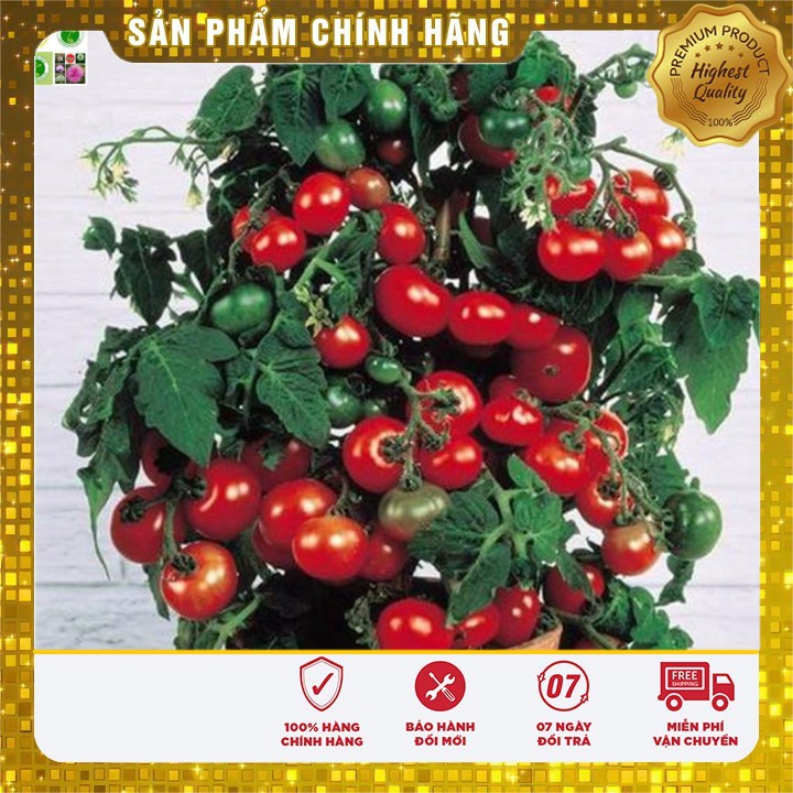 Hạt Giống Cà Chua Lùn Đỏ 30 Hạt [Bán Sỉ]