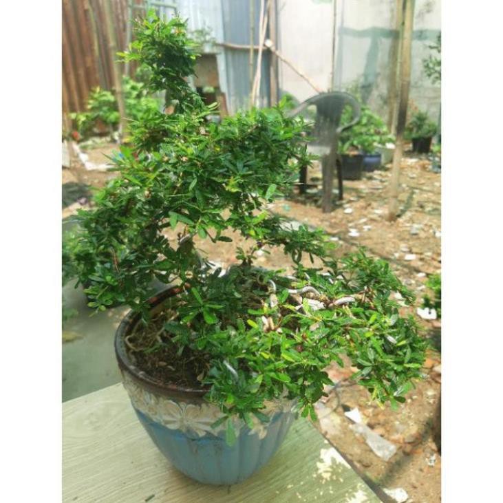 linh sam bonsai mini TẶNG CHẬU