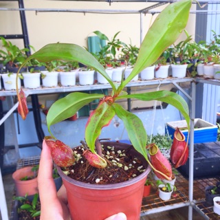 Cây nắp ấm để bàn