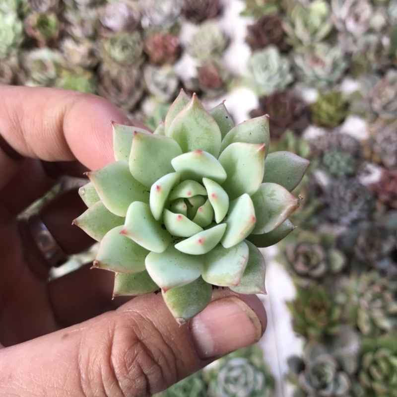 Sen đá búp bê vĩ