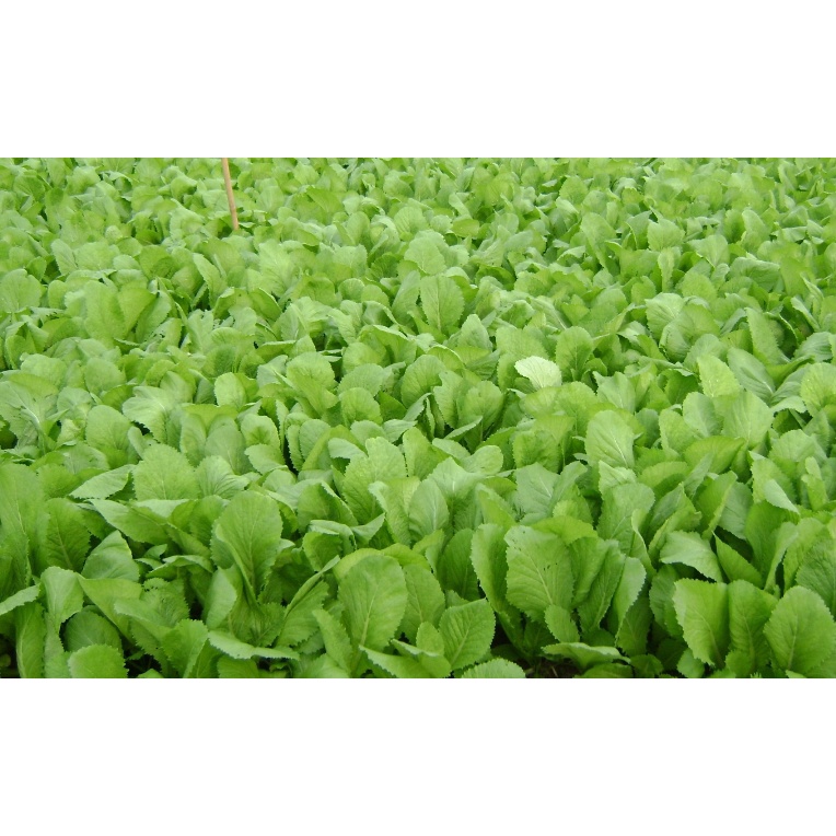 Hạt giống rau cải bẹ xanh mỡ ngọt - rau củ quả trồng chậu, sân vườn ban công ngon giòn ngọt 20gr RADO 57