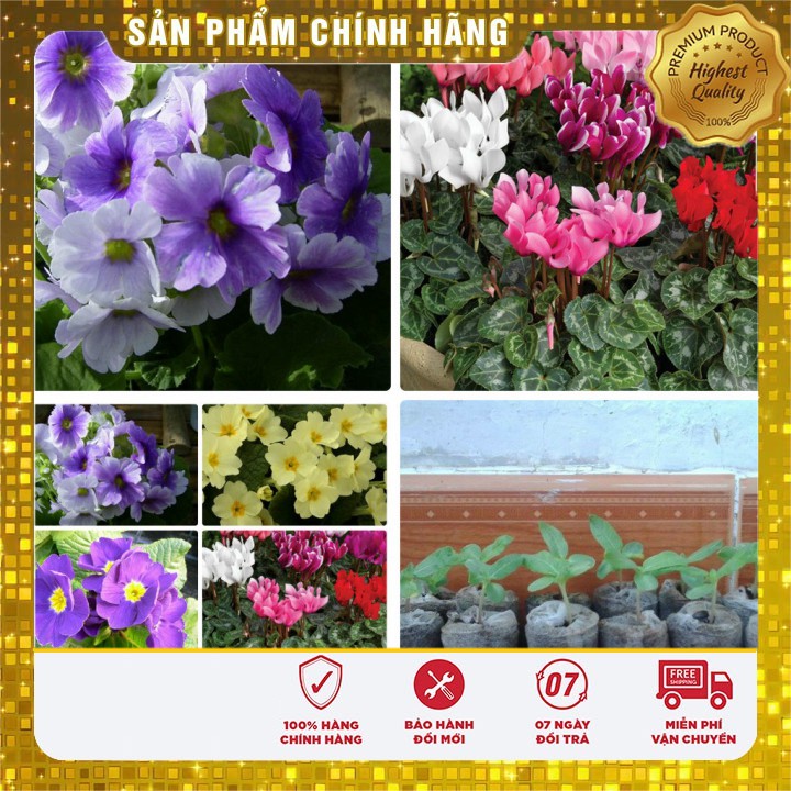 COMBO 05 viên nén ươm hạt xơ dừa và 05 hạt giống hoa anh thảo nhiều màu