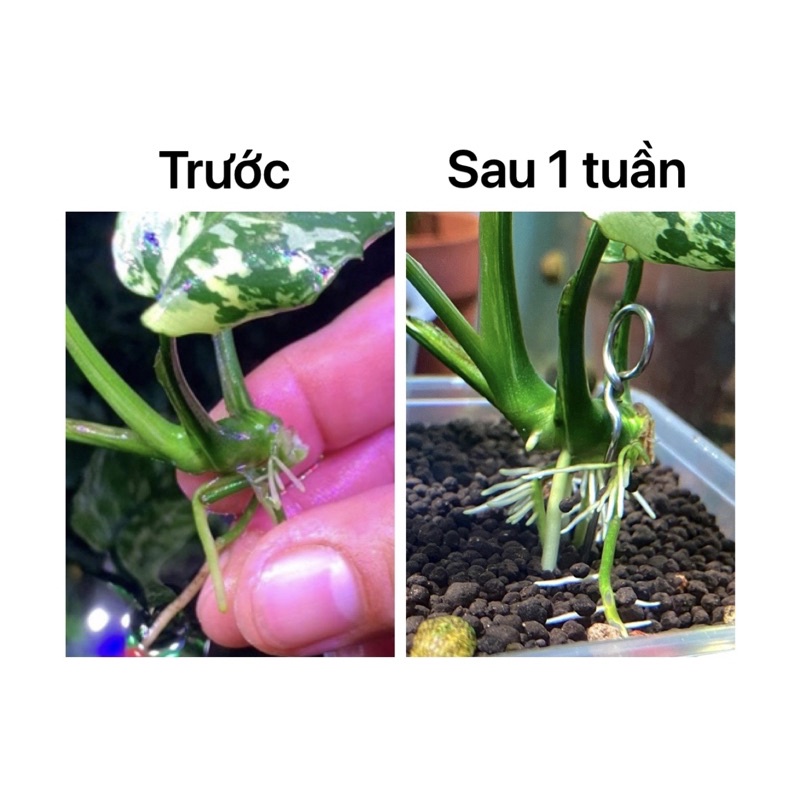 Doping NVL PRO kích thích hấp thụ, loại bỏ tạp chất bất lợi , tăng trưởng rễ chồi cho cây thuỷ sinh