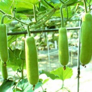 hạt giống Bầu baby dài 5h