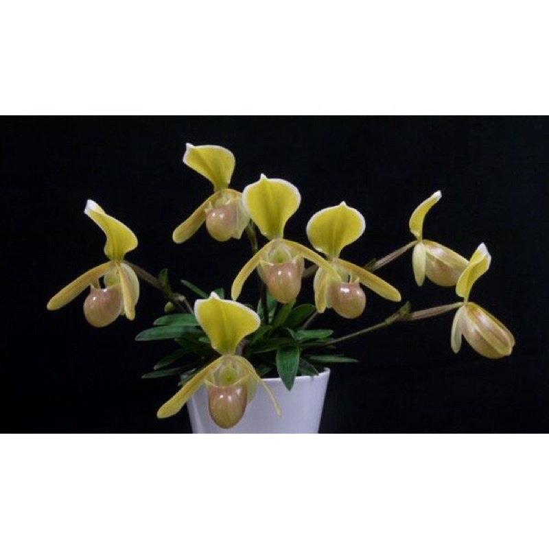 Hoa Lan hài Hêlen sỉ 8k