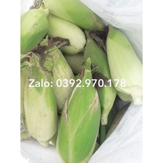 100 HẠT BẮP NẾP NÙ SỮA DẺO THƠM