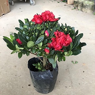 Cây giống Đỗ Quyên ta