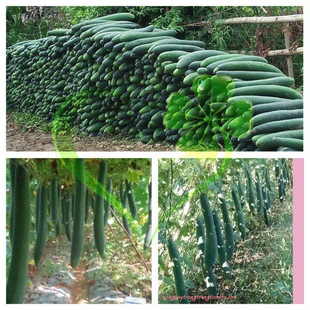 Hạt giống bí đao chanh, bí sặt - gói 1 gram