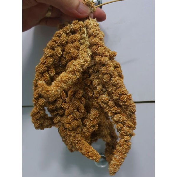 Hạt kê vàng, kê chùm sợi