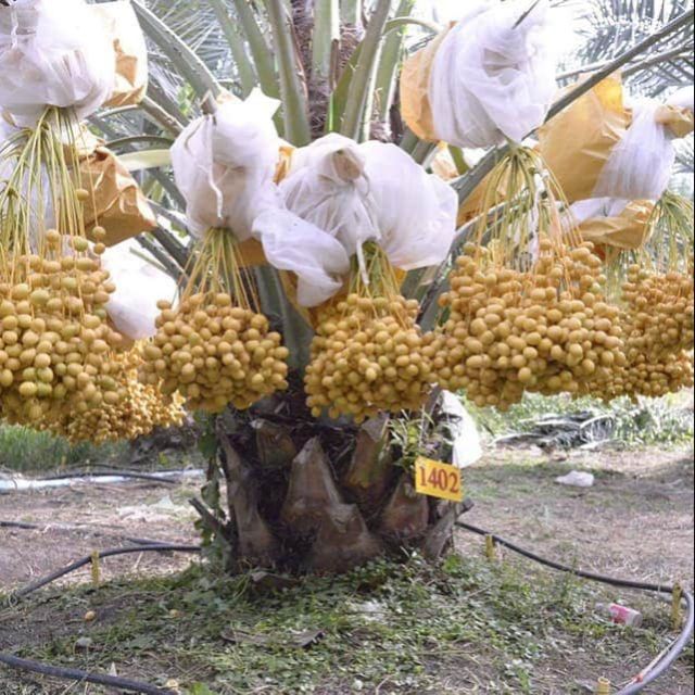CÂY GIỐNG CHÀ LÀ THÁI
