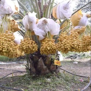 CÂY GIỐNG CHÀ LÀ THÁI