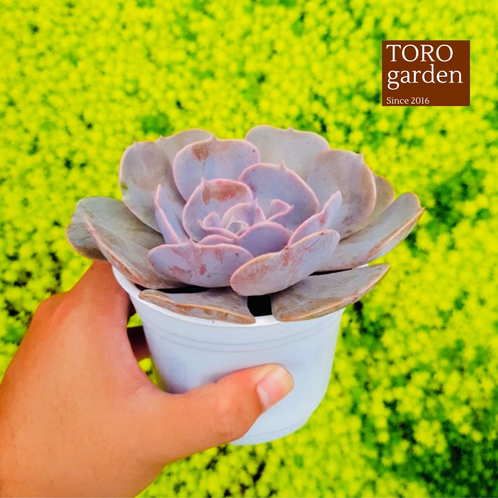 Sen đá đất hồng Đà Lạt size trung bình cây cảnh trang trí nhà cửa Toro garden