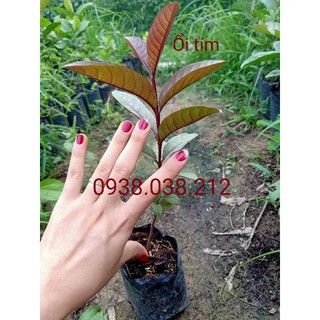 CÂY GIỐNG ỔI TÍM