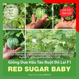 Hạt giống Dưa hấu táo mini ruột đỏ F1 dễ trồng , trái nhỏ , ăn ngon và ngọt