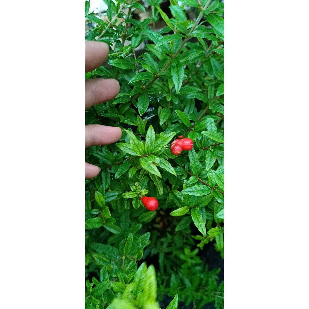 Lựu Ấn Độ trồng chậu đang có hoa sắp có trái hoặc đang có trái cao khoảng 80cm {hình thật} giao hỏa tốc hcm