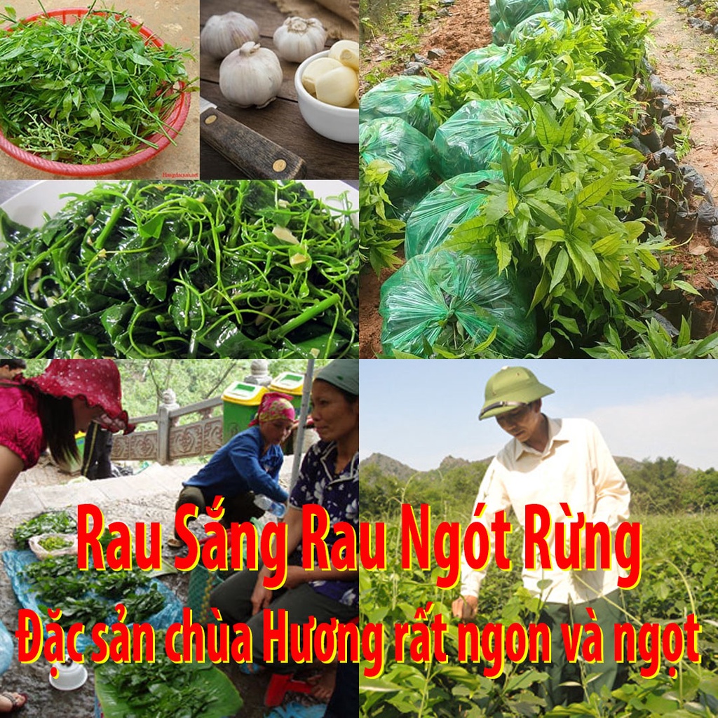 Rau Sắng Rau Ngót Rừng(ảnh thật) đặc sản chùa Hương ăn rất ngon và bổ