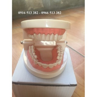Mô hình giải phẫu hàm răng người