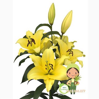 củ giống hoa ly vàng ù