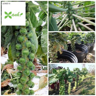 Hạt giống Bắp cải xanh tí hon