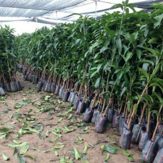 bầu cây xoài thái cây đẹp.